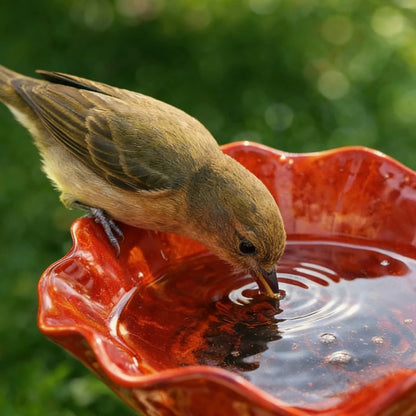BASSIN A OISEAUX